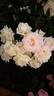 Innocence rose photo