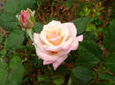 April Hamer rose photo