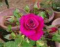 Chess ® rose photo