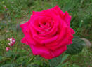 Christine's Dream rose photo
