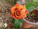 Spirit Dance rose photo