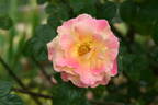 Jacob's Robe ™ rose photo