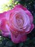 April In Paris ™ rose photo