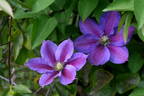 Ristimägi clematis photo