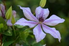 Moonfleet clematis photo