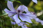 Moonfleet clematis photo
