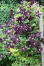 Romantika clematis photo