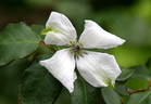Alba Luxurians clematis photo