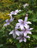 Moonfleet clematis photo