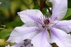 Moonfleet clematis photo