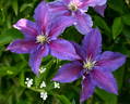 Ristimägi clematis photo