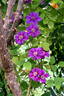Ashva clematis photo