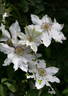 Hyde Hall clematis photo