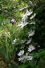 Hyde Hall clematis photo