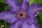 Elsa Späth clematis photo