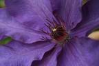 Elsa Späth clematis photo
