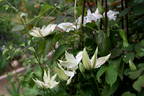 Hyde Hall clematis photo