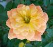 Penny Candy ™ rose photo