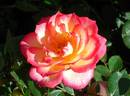 Rosy Dawn rose photo