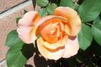 Crackling Fire ™ rose photo