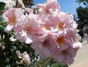 Flower Girl ™ rose photo
