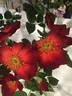 Paul Ecke, Jr. ™ rose photo