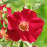 Prairie Celebration rose photo