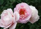Hubba Dubba rose photo