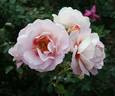 Hubba Dubba rose photo