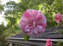 Flamingo Dancer rose photo