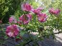 Flamingo Dancer rose photo