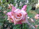 Dr. Debat rose photo