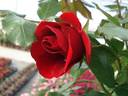 Rose de Fleurie rose photo