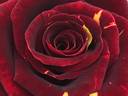 Hocus Pocus rose photo