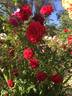 Dragon's Eye rose photo