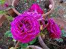 Chess ® rose photo