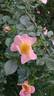 Dog Father rose photo