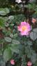 Dog Father rose photo