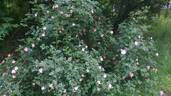 Dog Father rose photo