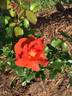 Laura Bush ™ rose photo