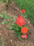 Laura Bush ™ rose photo