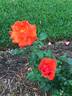 Laura Bush ™ rose photo
