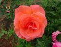 Sunset Boulevard rose photo