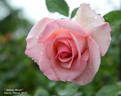 Babies Blush rose photo