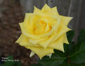 Isabel rose photo