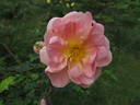 Prairie Charm rose photo