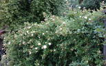 Alba Odorata rose photo