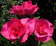 Dancing Pink rose photo