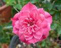 Little Pinkie rose photo