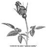 American Banner rose photo